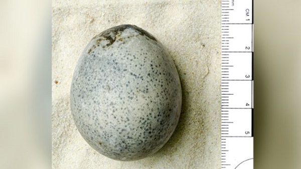 1,700 year old egg.jpg