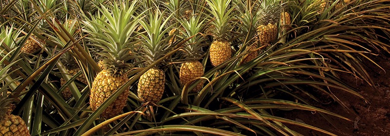 pineapple-tree.jpg