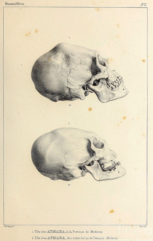 skull-of-an-aymara-indian.jpg