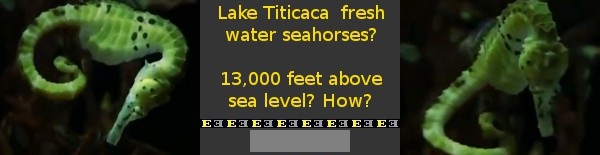 tease-lake-titicaca-freshwater-seahorses.jpg
