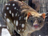 SpottedQuoll.jpg