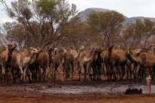 camels_australia_4.jpg