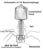 300px-Bacteriophage1358.jpeg