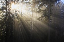 sun_through-trees_2.jpg sun_through-trees_2.jpg