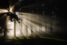 sun_through-trees_3.jpg sun_through-trees_3.jpg