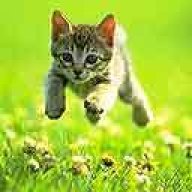 graycat